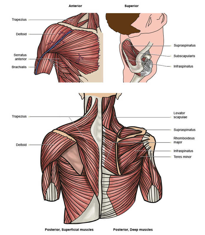 Shoulders РјС‹С€С†С‹