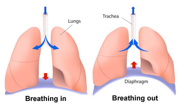 breathing-mechanics